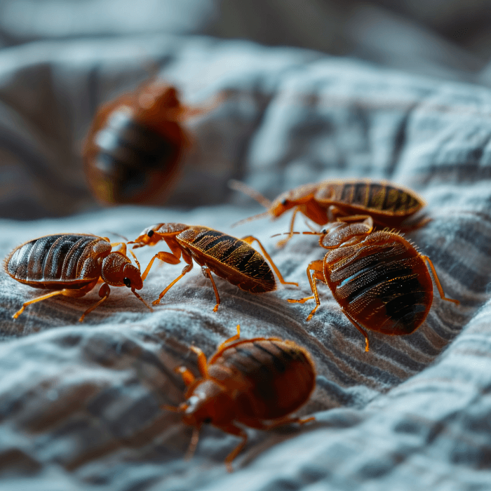 ágyi poloska irtás Budapest